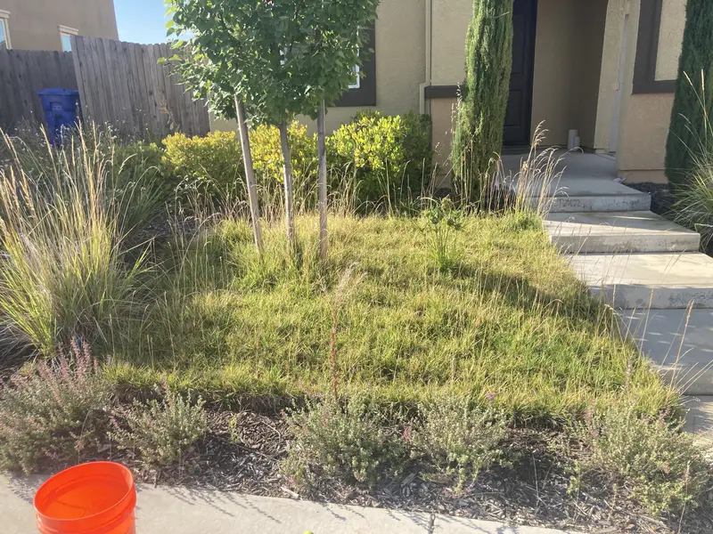 Front yard after EDH Landscaping service
