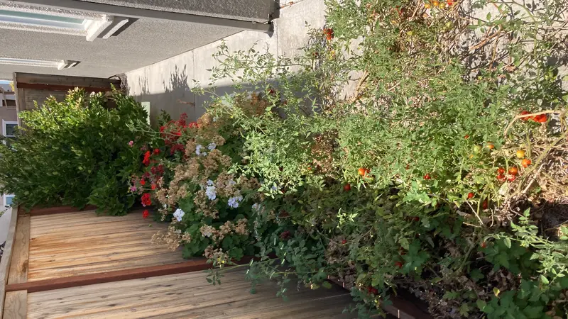 Side yard after EDH Landscaping service