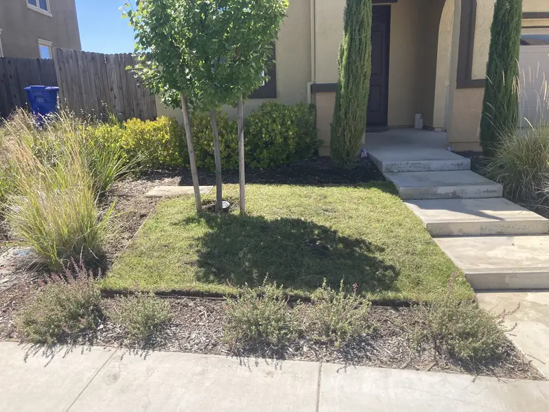 Overgrown front yard before EDH Landscaping