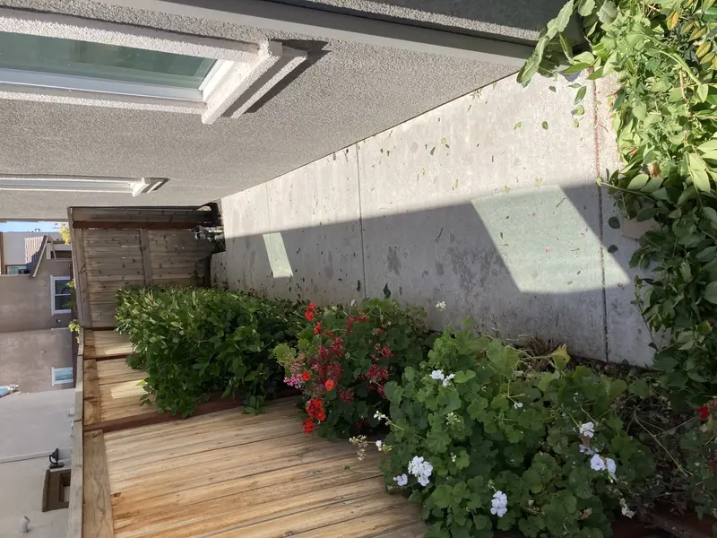 Overgrown side yard before EDH Landscaping